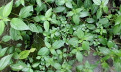 中医深度解析糯米藤的食用价值及其附方应用有哪些？