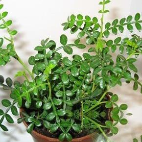 专家点评紫油木叶的功效与作用!