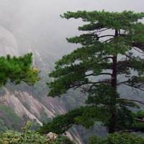 崖松的生境分布及其功能主治！