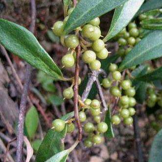 中医带你详解酸藤木的用途！