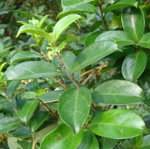 专家提醒：武靴藤虽可作降糖药使用，但是经期服用还需谨慎！