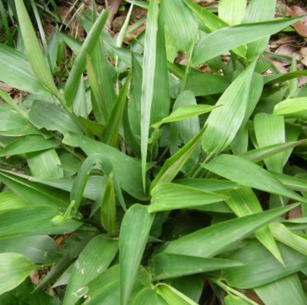 传说中的堕胎神药碎骨子到底靠不靠谱？它的用法禁忌都有哪些呢？