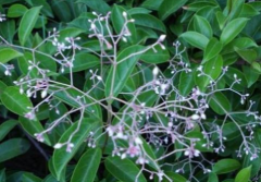 中药酸藤木治疗内外痔疮的方法及其常见的痔疮治疗中药！