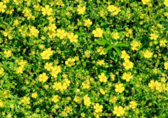 中药五爪风治疗肠梗阻的方法及其五爪风的图片辨别！