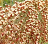 中医角度了解中药材野高粱图片以及它的植物形态！