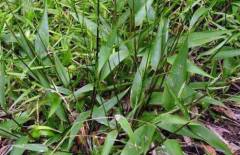 中药竹叶参治疗头晕耳鸣的方法及其竹叶参的图片辨别！