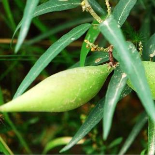 长在路边的野果“地梢瓜”你吃过吗？它的图片形态是怎样的！