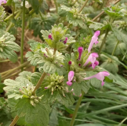 宝盖草作为农村常见的野草，除了能消肿止痛外更是治疗骨折的“灵丹妙药”！
