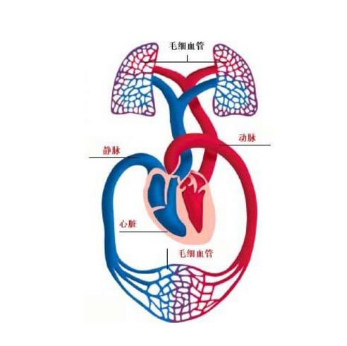 肺假性淋巴瘤的发病原因及其症状表现与治疗方法有哪些？