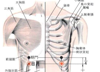 日月穴的功效与作用