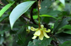 中药糯米藤的栽种技术及其糯米藤的鉴别方法！