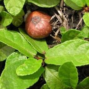 野地瓜的功效作用及其图片形态！