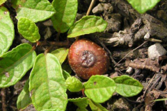 中药野地瓜治疗黄疸怎么吃？野地瓜图片的辨别方法