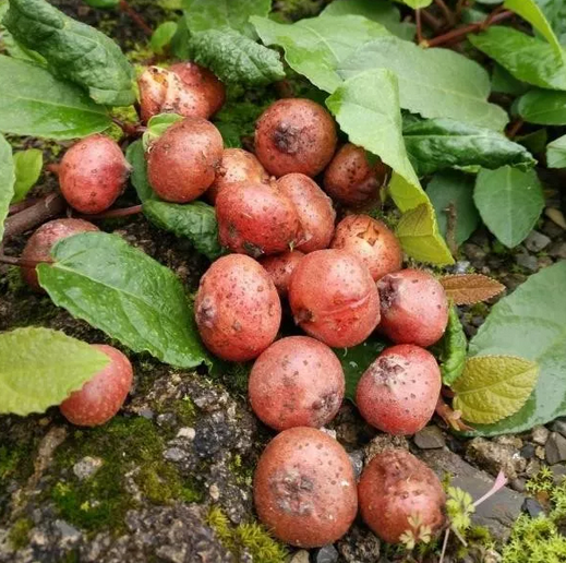 农村常见的野地瓜竟是一种药食两用的宝贝，快看看你见过吗？
