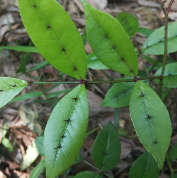 中医教你善用入地金牛制作麻醉剂，可缓解肩周炎疼痛！