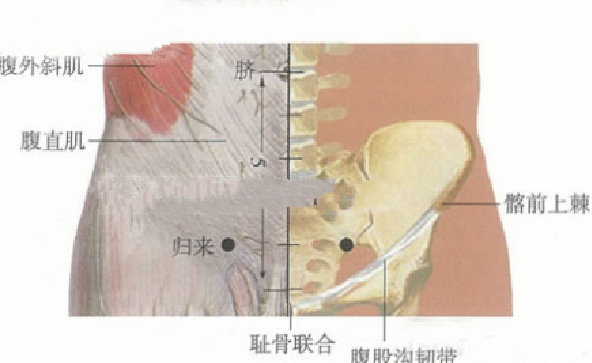 归来穴主治疾病