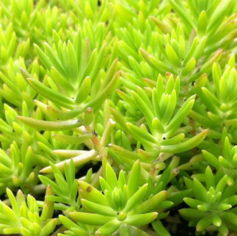 崖松如何种植？看专家带你解读悬崖上的“活化石”！