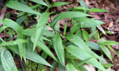 茵陈碎骨子粥治疗热病效果极佳！茵陈碎骨子粥的食用禁忌