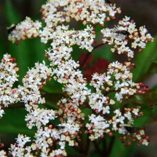 中药血满草疾病治疗药方推荐！