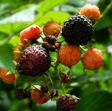 专家解读倒生根的功效与作用及其种植方法！