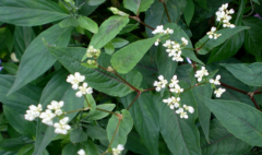 中医认为赤胫散具有清热解毒的功效，那赤胫散长什么样?