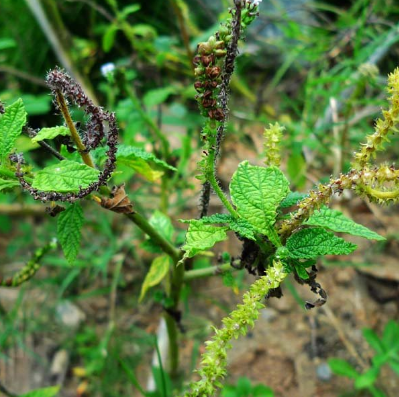 大尾摇的功效与作用有哪些？中医教你用大尾摇可治疗初期痈疖！