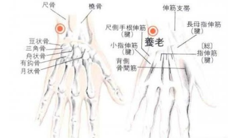 养老穴主治疾病