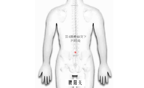 腰阳关穴的功效与作用