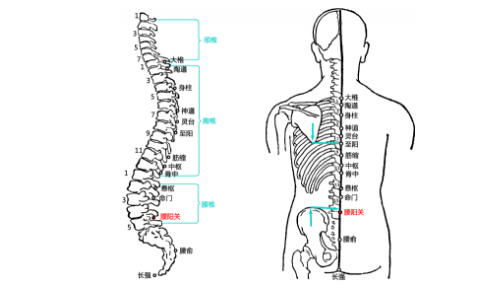 腰阳关穴的按摩方法