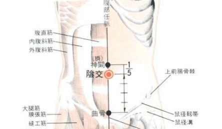 阴交穴位置