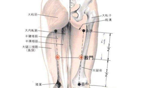 殷门穴的功效与作用