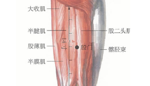 殷门穴的按摩方法