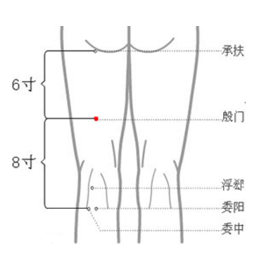 殷门穴的准确位置在哪？按摩殷门穴的方法及其功效与作用有哪些？