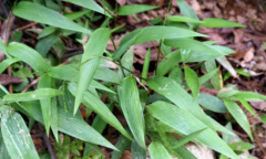 中药碎骨子缓解胸闷的方法有哪些？碎骨子的食用方法