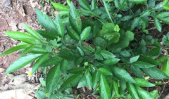 小孩吃了中草药饿蚂蝗腹胀呕吐怎么办?服用饿蚂蝗的注意事项