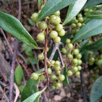 酸藤木又名通天霸,对付牙龈炎、喉炎都有很好的疗效奥!