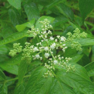 中医解读蒴藋的药用价值及其治病药方应用！