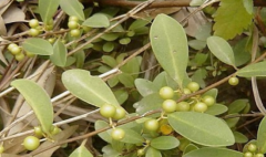 中药材酸藤果怎么辨认？酸藤果选方大全