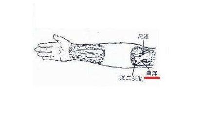 曲泽穴穴位解剖！！！