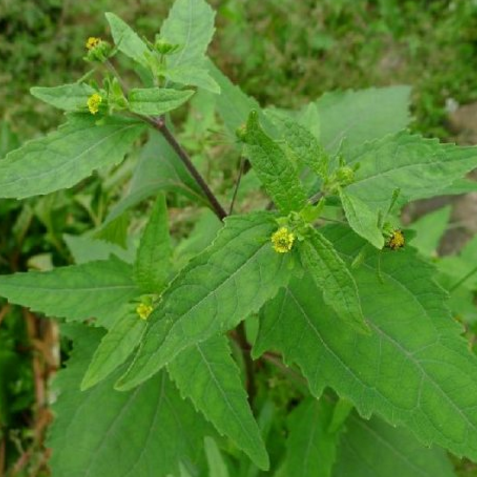 希莶草的功效与作用及其用药禁忌有哪些?