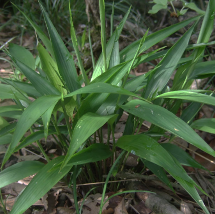 中医解读碎骨子的功效与用法及其禁忌人群！