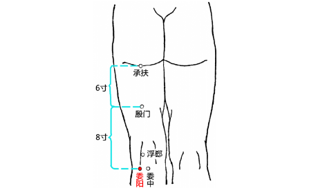 委阳穴图片