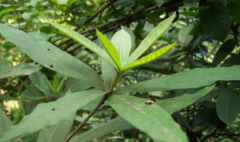 中药跌打老治疗腰腿痛的方法有哪些？跌打老的图片