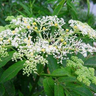 蒴藋临床应用其用药禁忌!