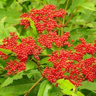 血满草的六大用途及其用药禁忌！