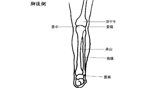 委中穴的功效与作用