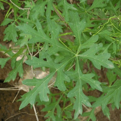 雪山一支蒿中毒该如何急救？专家解读几种常用的治疗方法对症下药！