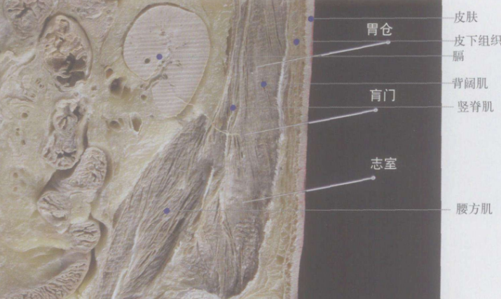 胃仓穴的按摩方法