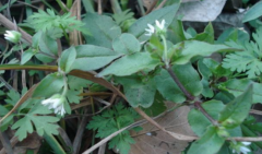 中药希莶草的临床应用有哪些？希莶草的服用宜忌介绍