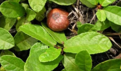 野地瓜防沙固土的功效你知道多少？中药野地瓜的种植方法